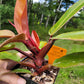 Philodendron Erubescens Prince of Orange