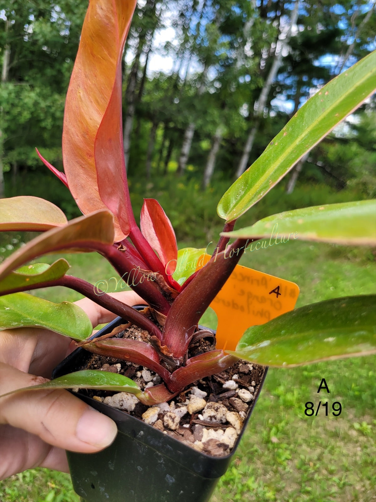 Philodendron Erubescens Prince of Orange