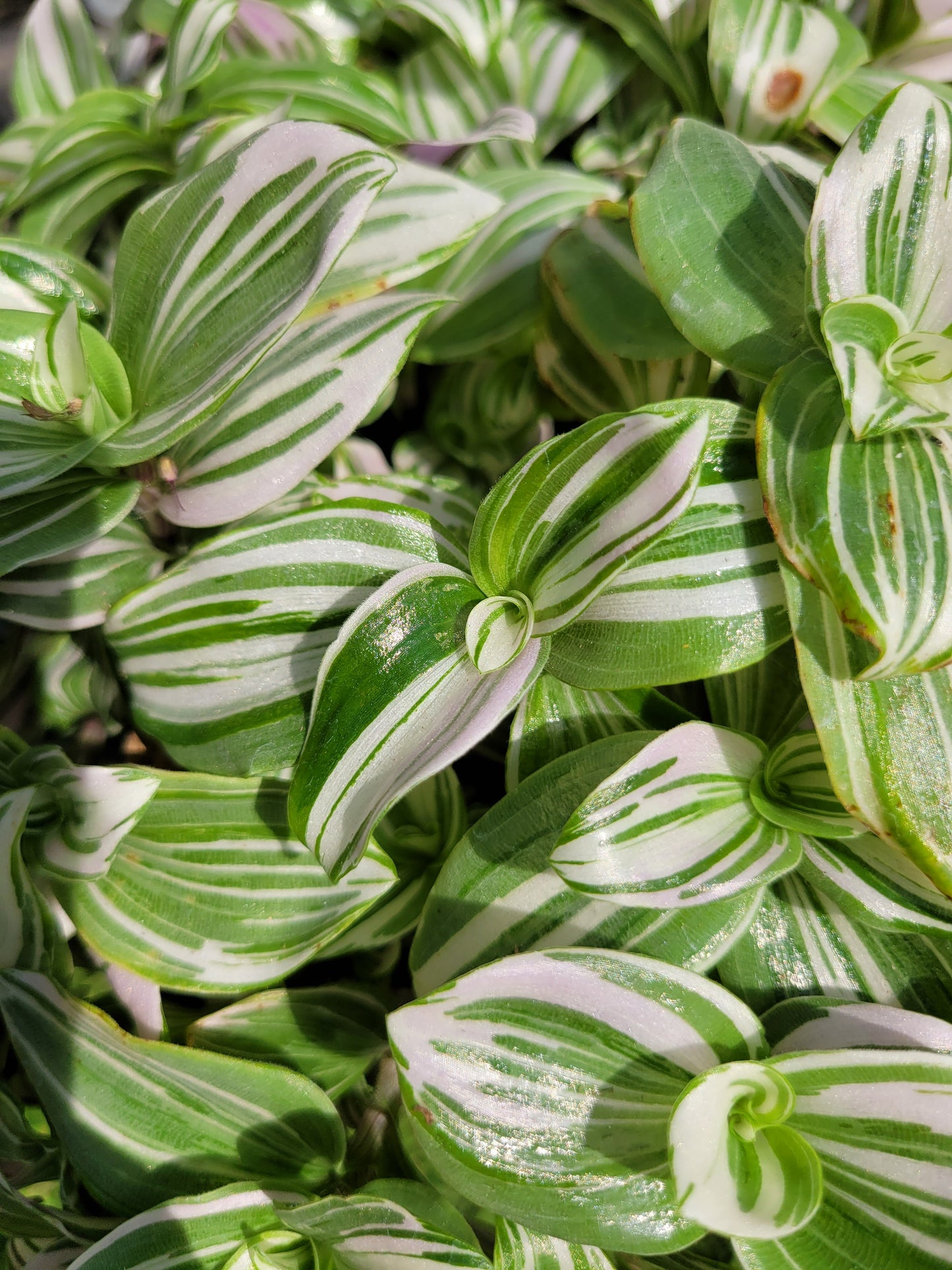 Tradescantia Continental ‘Pink Clone’