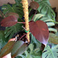 Philodendron Erubescens ‘Orange Princess’ variegated