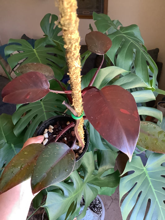 Philodendron Erubescens ‘Orange Princess’ variegated