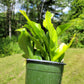 Microsorum punctatum 'Green Flame' (Dwarf Elkhorn Fern)