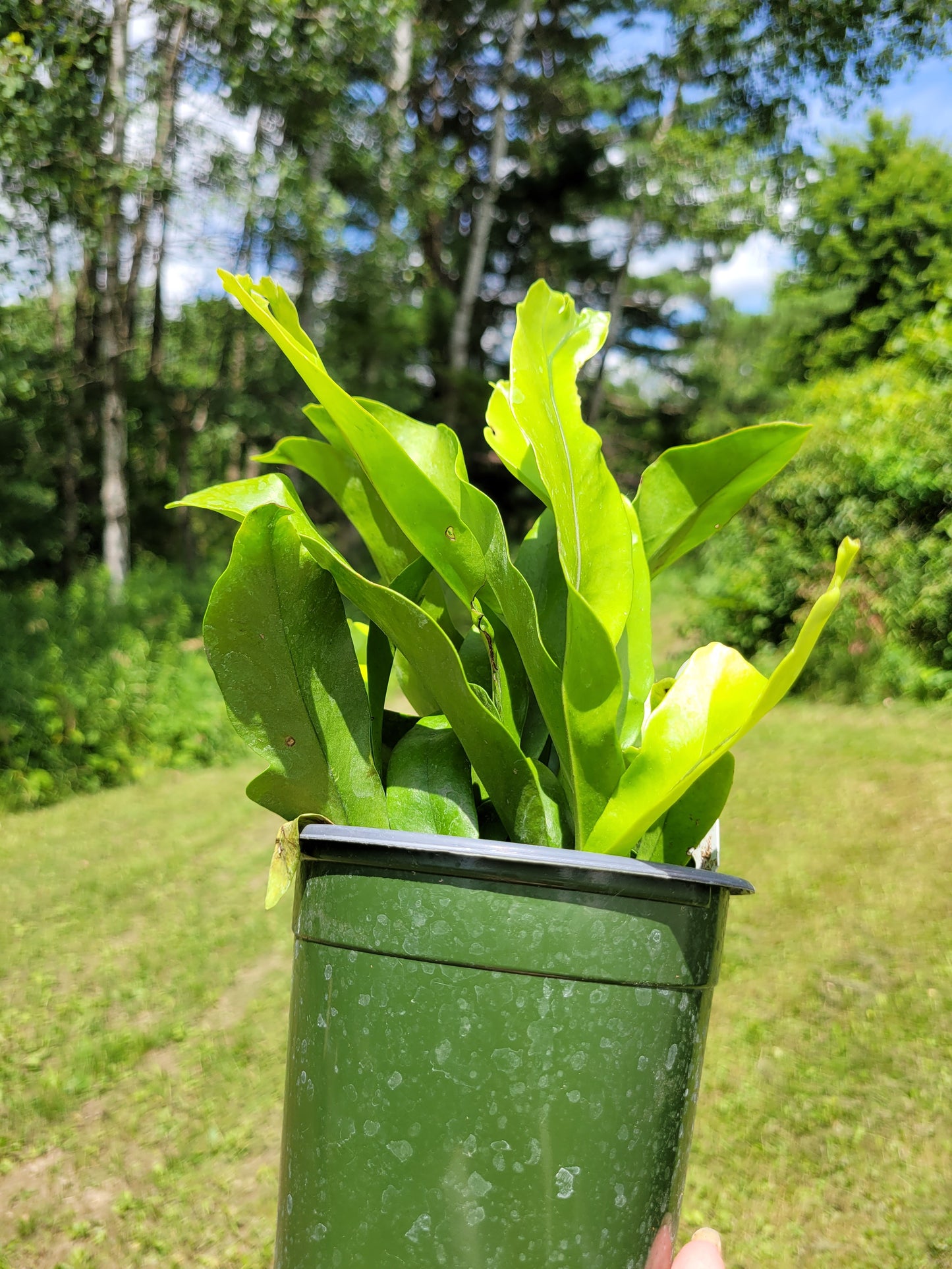 Microsorum punctatum 'Green Flame' (Dwarf Elkhorn Fern)