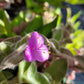 Tradescantia Sillamontana