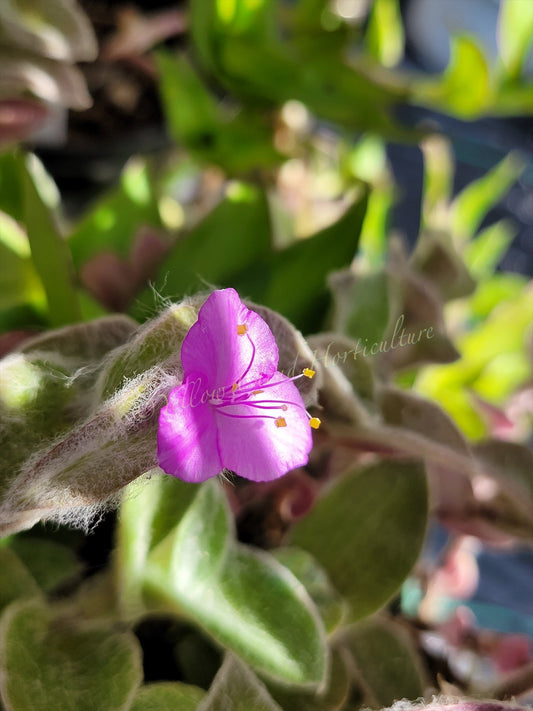 Tradescantia Sillamontana