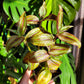 Tradescantia Zebrina ‘Tikal’