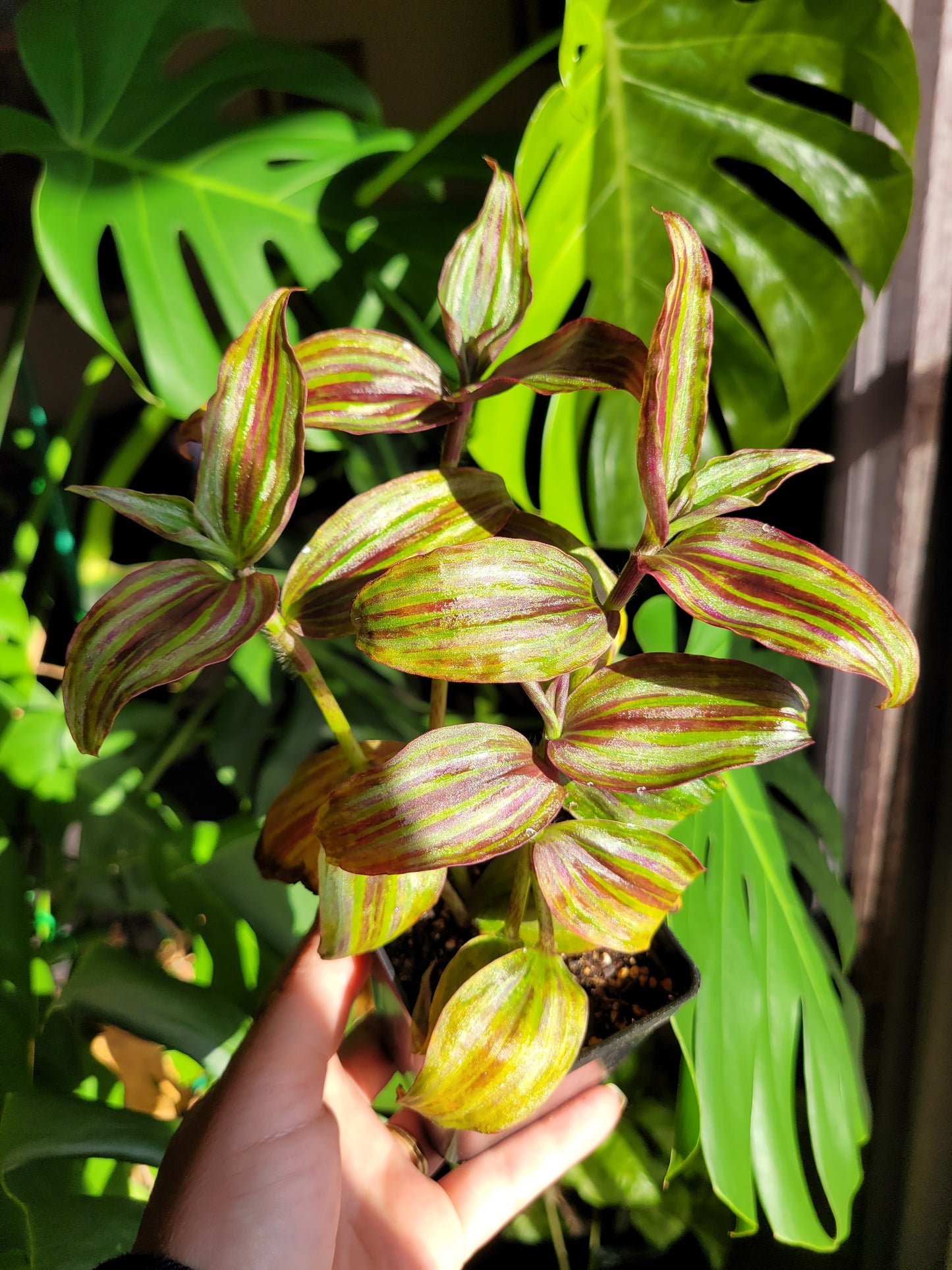 Tradescantia Zebrina ‘Tikal’