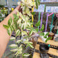 Tradescantia Fluminensis ‘Variegata’