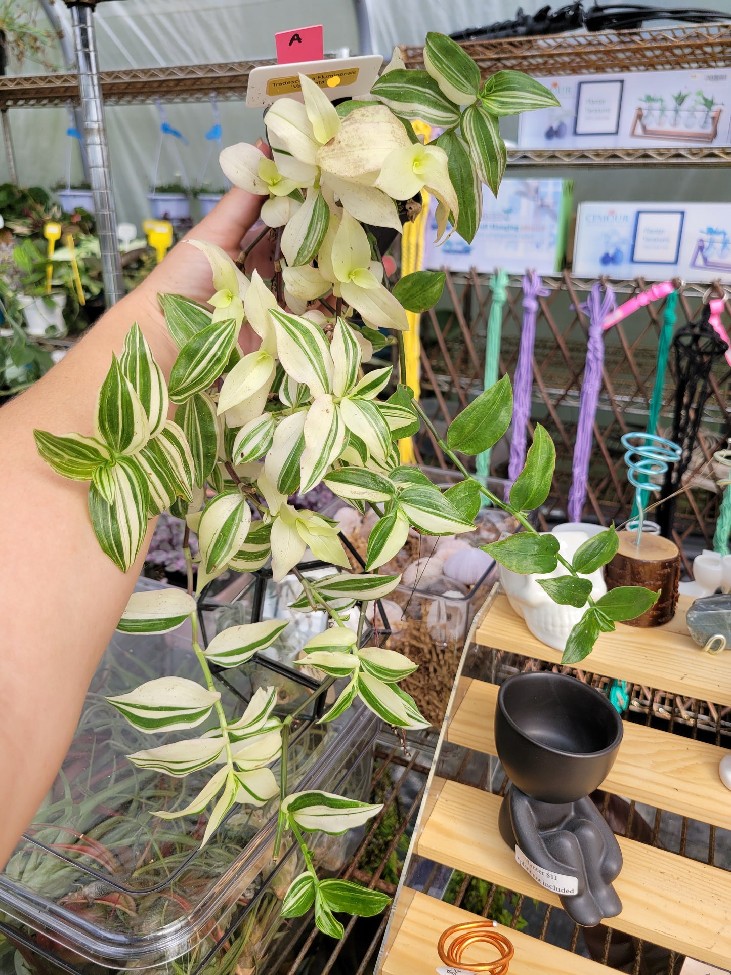 Tradescantia Fluminensis ‘Variegata’