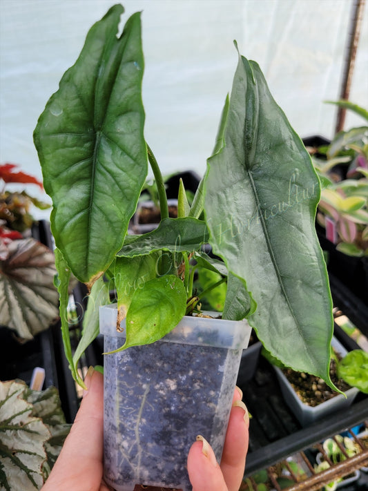 Alocasia heterophylla 'Dragon's Breath'