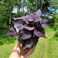 Ipomoea Batatas ‘FloraMia Cameo’