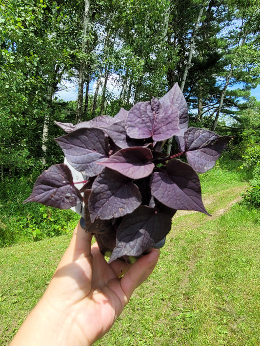 Ipomoea Batatas ‘FloraMia Cameo’