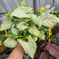 Syngonium Podophyllum ‘Holly M’