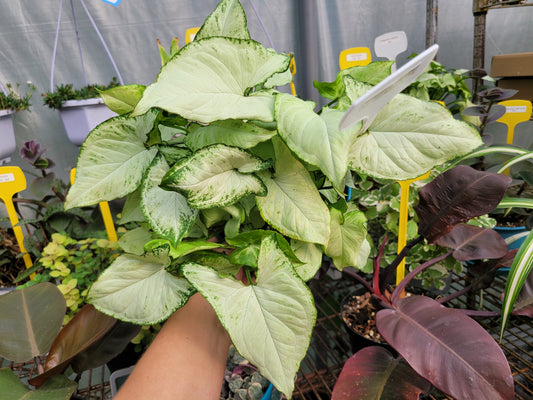 Syngonium Podophyllum ‘Holly M’