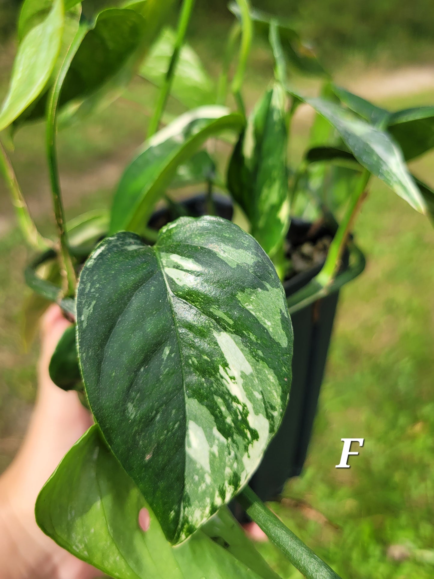 Epipremnum pinnatum ‘Albo-Variegata’