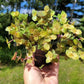 CALLISIA REPENS BUNDLES