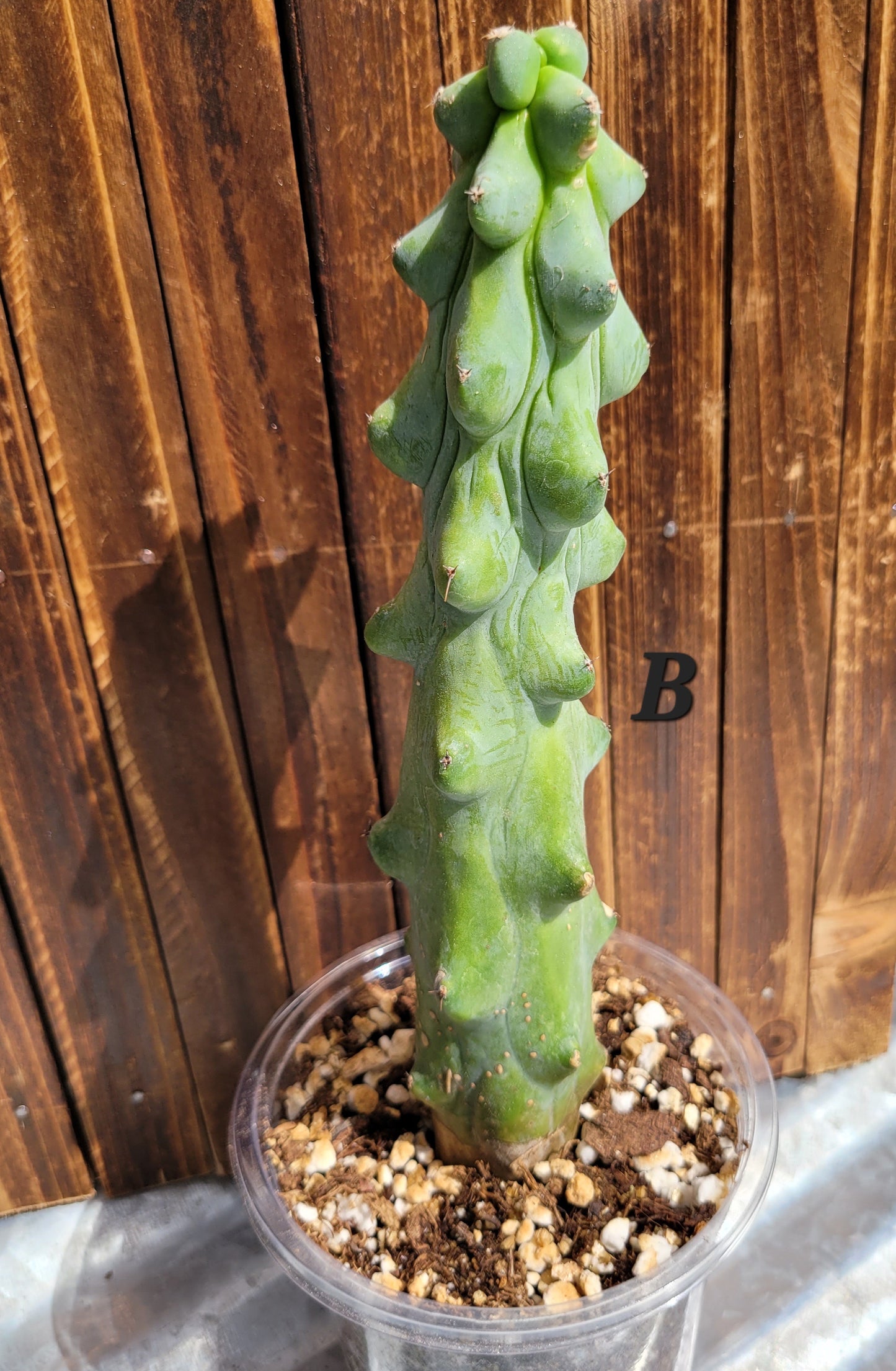 Myrtillocactus geometrizans ‘Fukurokuryuzinboku’ (Boobie Cactus)