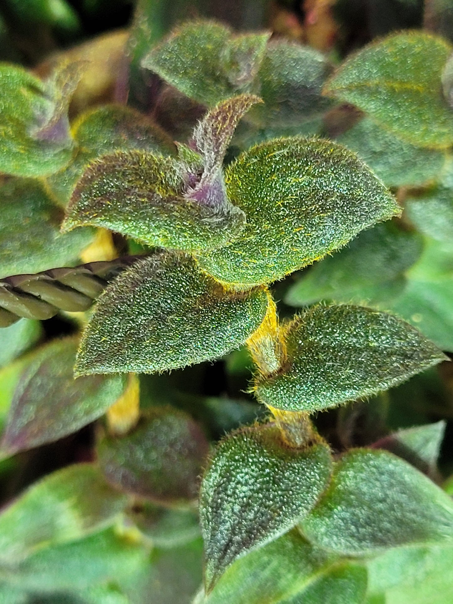 Cyanotis Boddomei (“Teddy Bear Vine”)