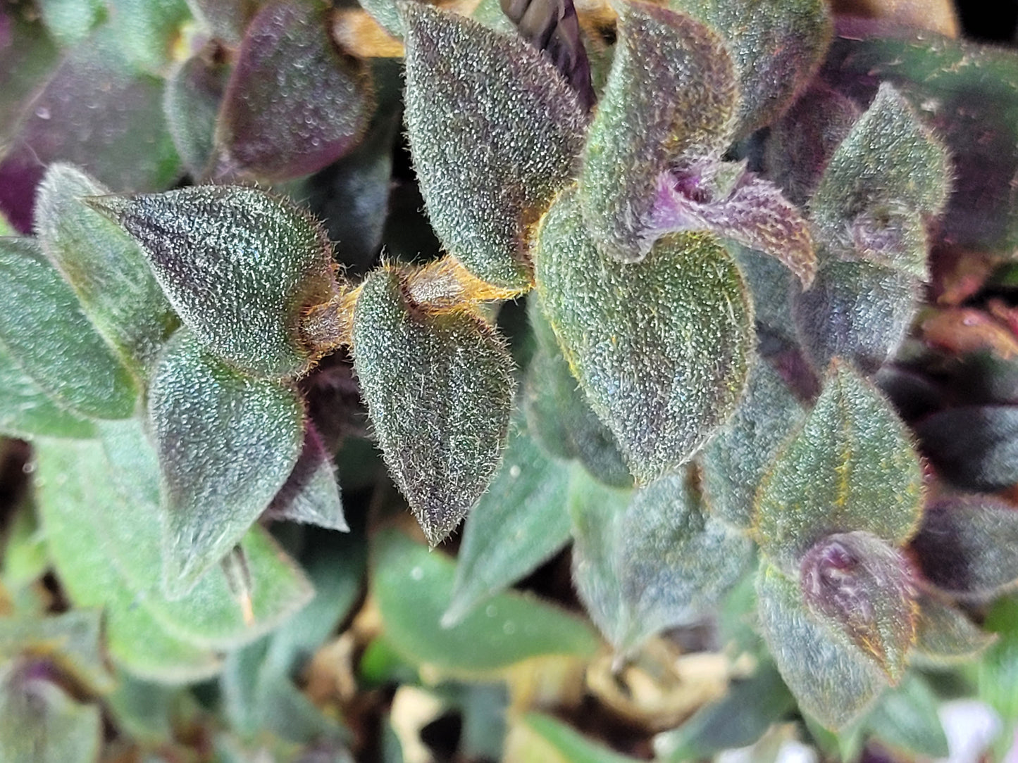 Cyanotis Boddomei (“Teddy Bear Vine”)