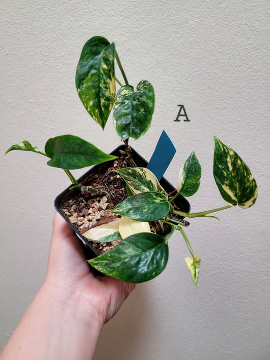 Epipremnum pinnatum ‘Albo-Variegata’