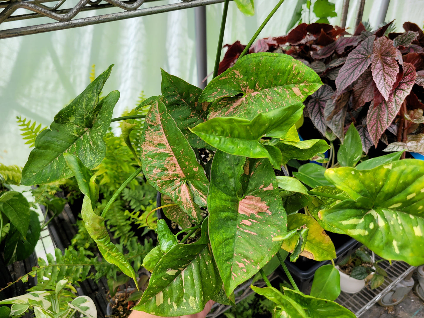 Syngonium Podophyllum ‘Pink Splash Allusion’