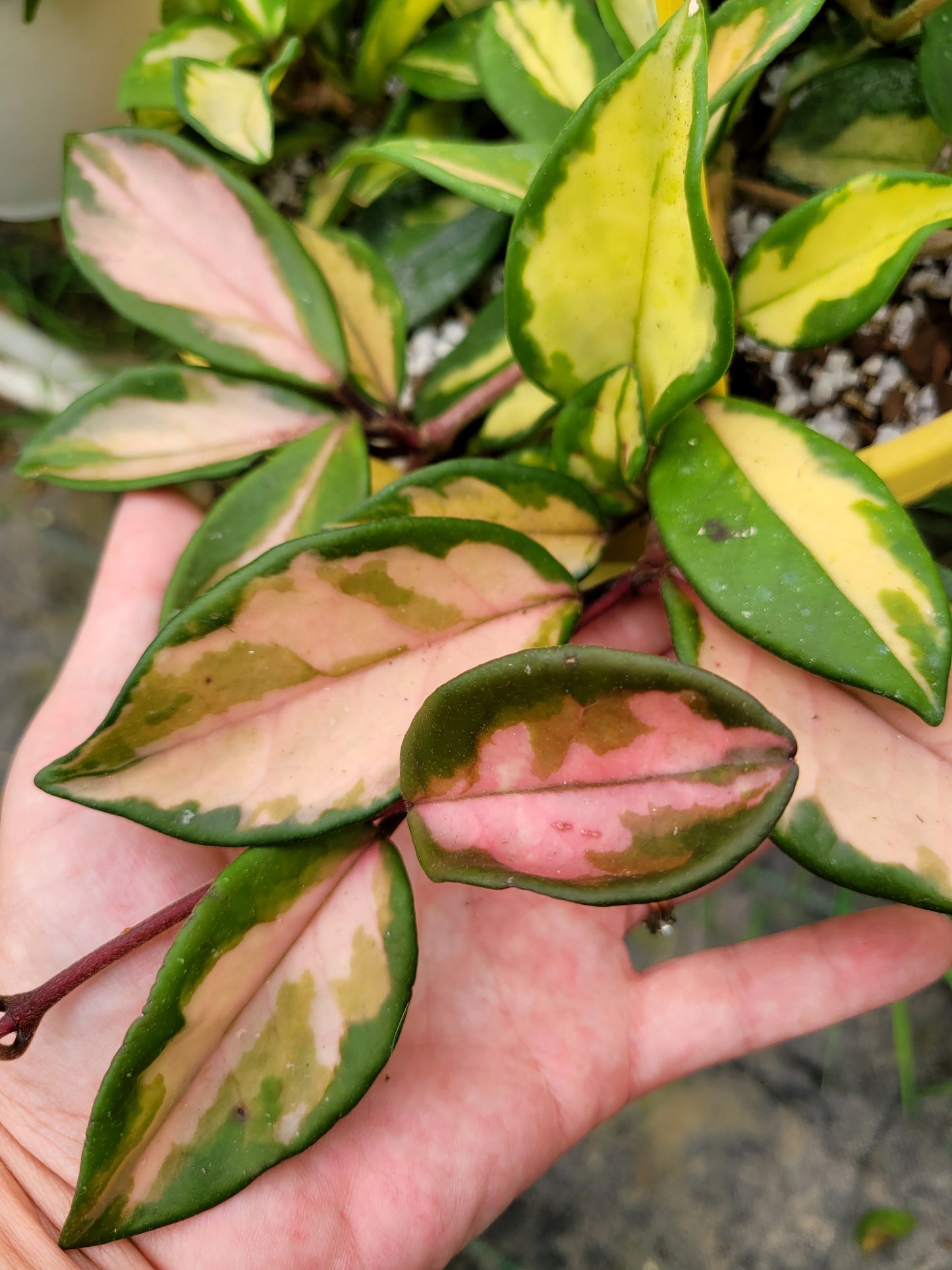 Hoya carnosa cv Rubra