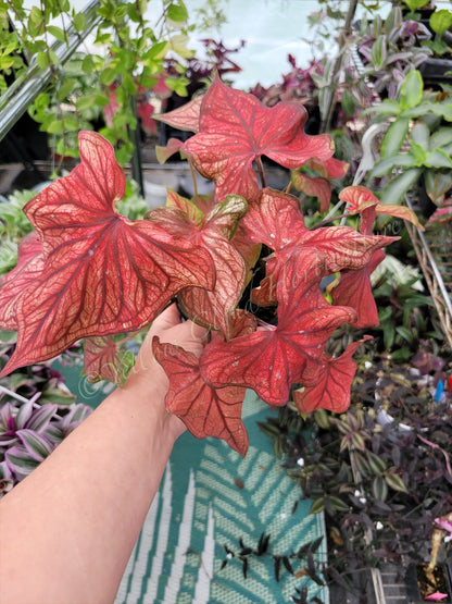 Caladium ‘Desert Sunset’