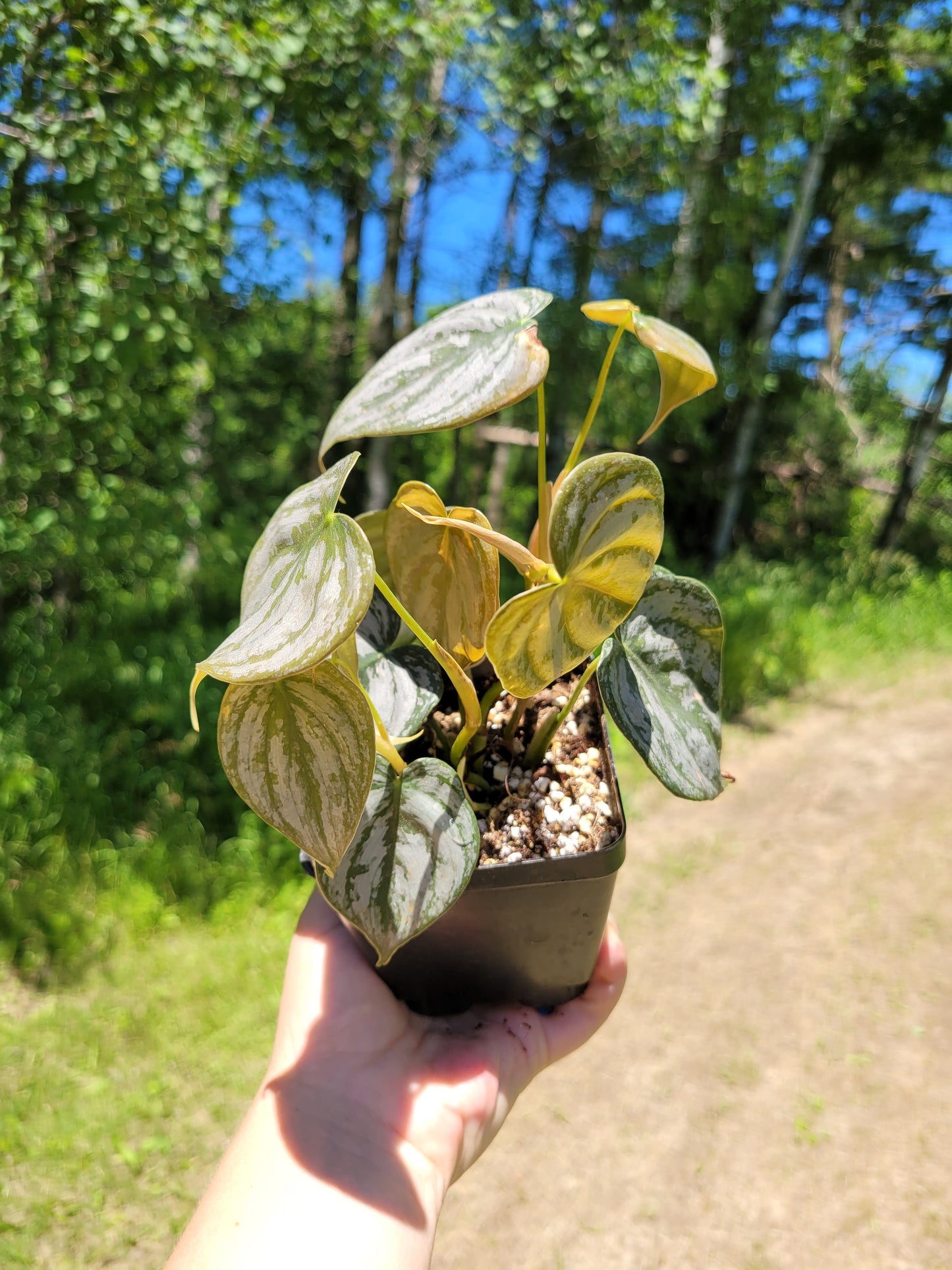 Philodendron Brandtianum