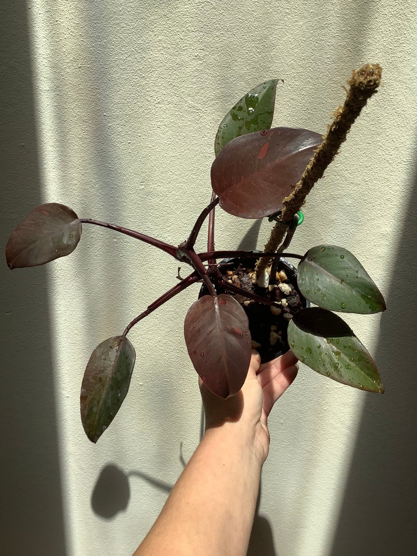 Philodendron Erubescens ‘Orange Princess’ variegated