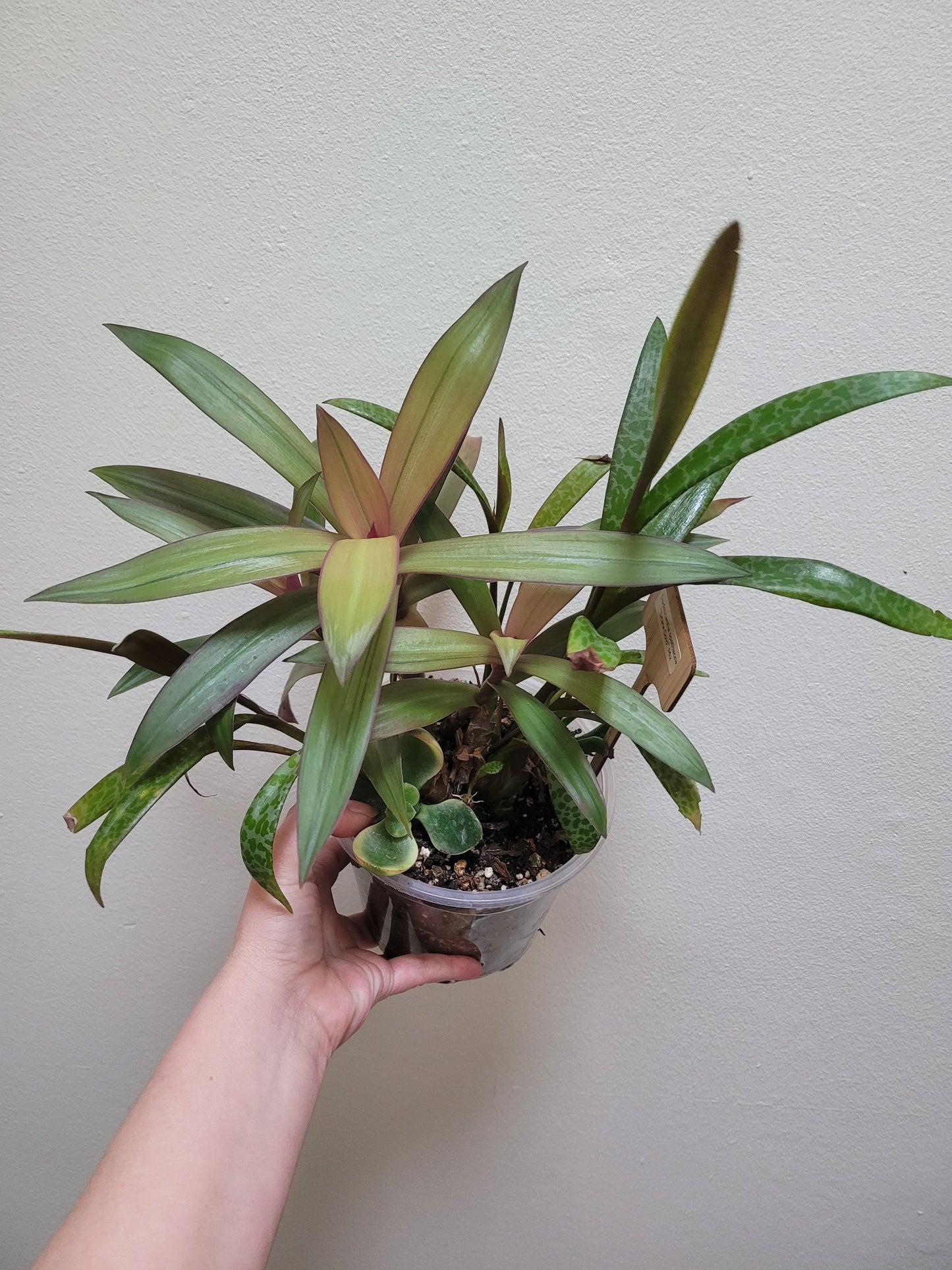 Tradescantia Spathacae ‘Hansoti02’ (aka “Sitara Gold/Amber Waves”)