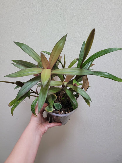 Tradescantia Spathacae ‘Hansoti02’ (aka “Sitara Gold/Amber Waves”)