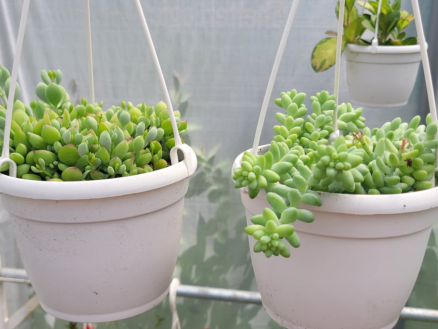 Sedum morganianum (Burro’s Tail)