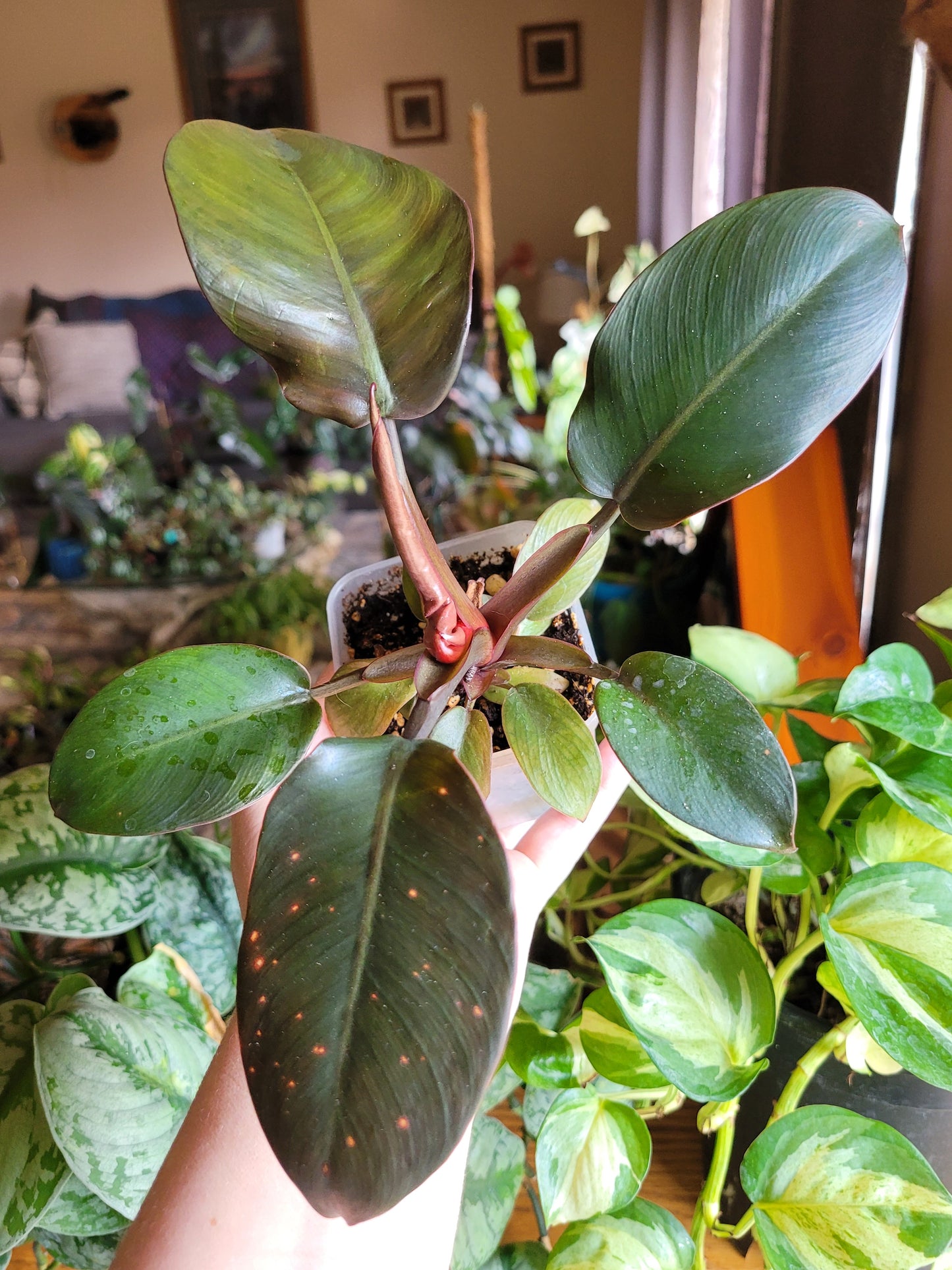 Philodendron ‘Black Cardinal’