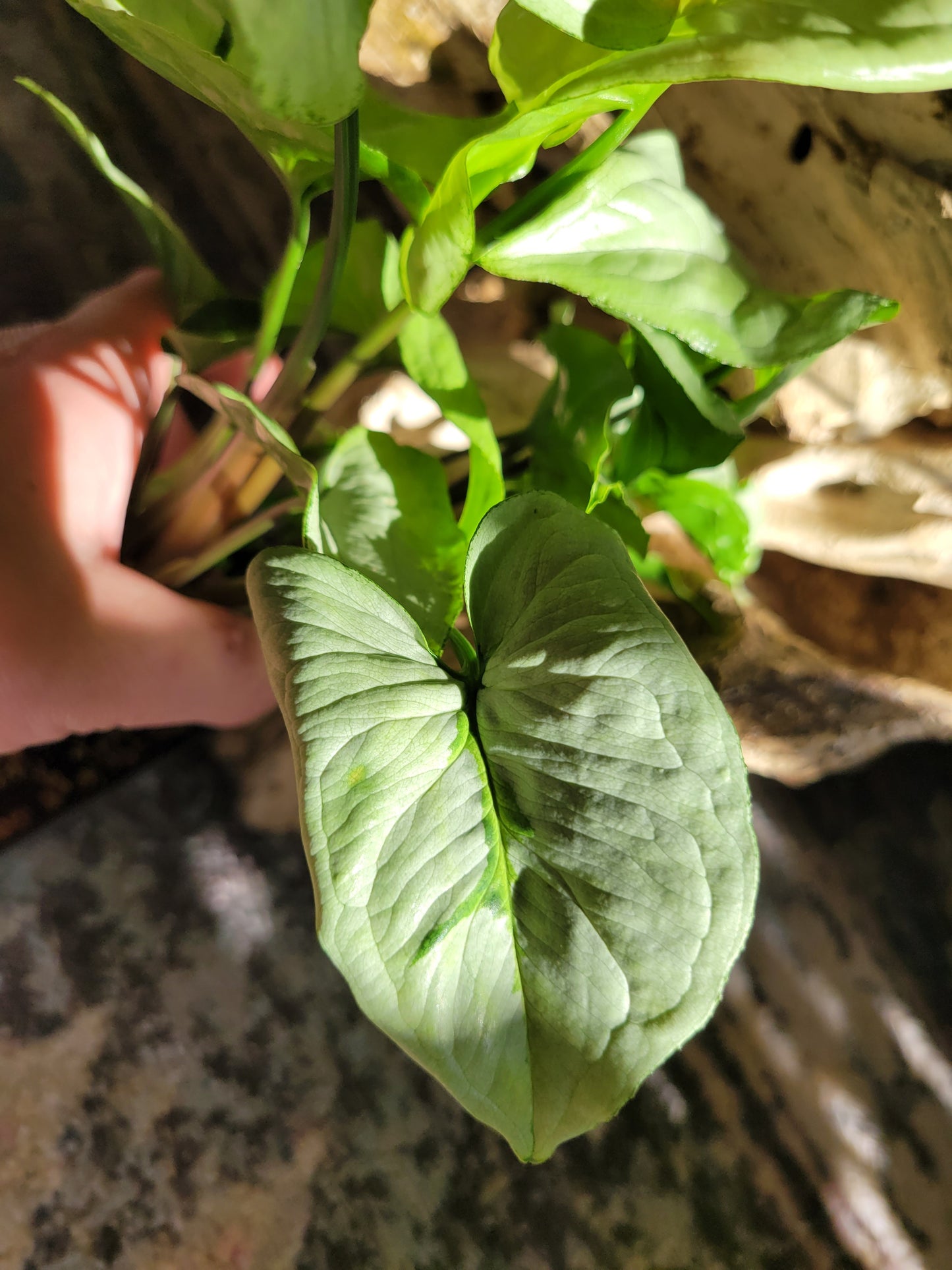 Syngonium Podophyllum ‘Holly M’