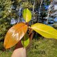 Philodendron Erubescens Prince of Orange