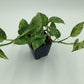 Epipremnum aureum ‘Marble Queen’ Pothos