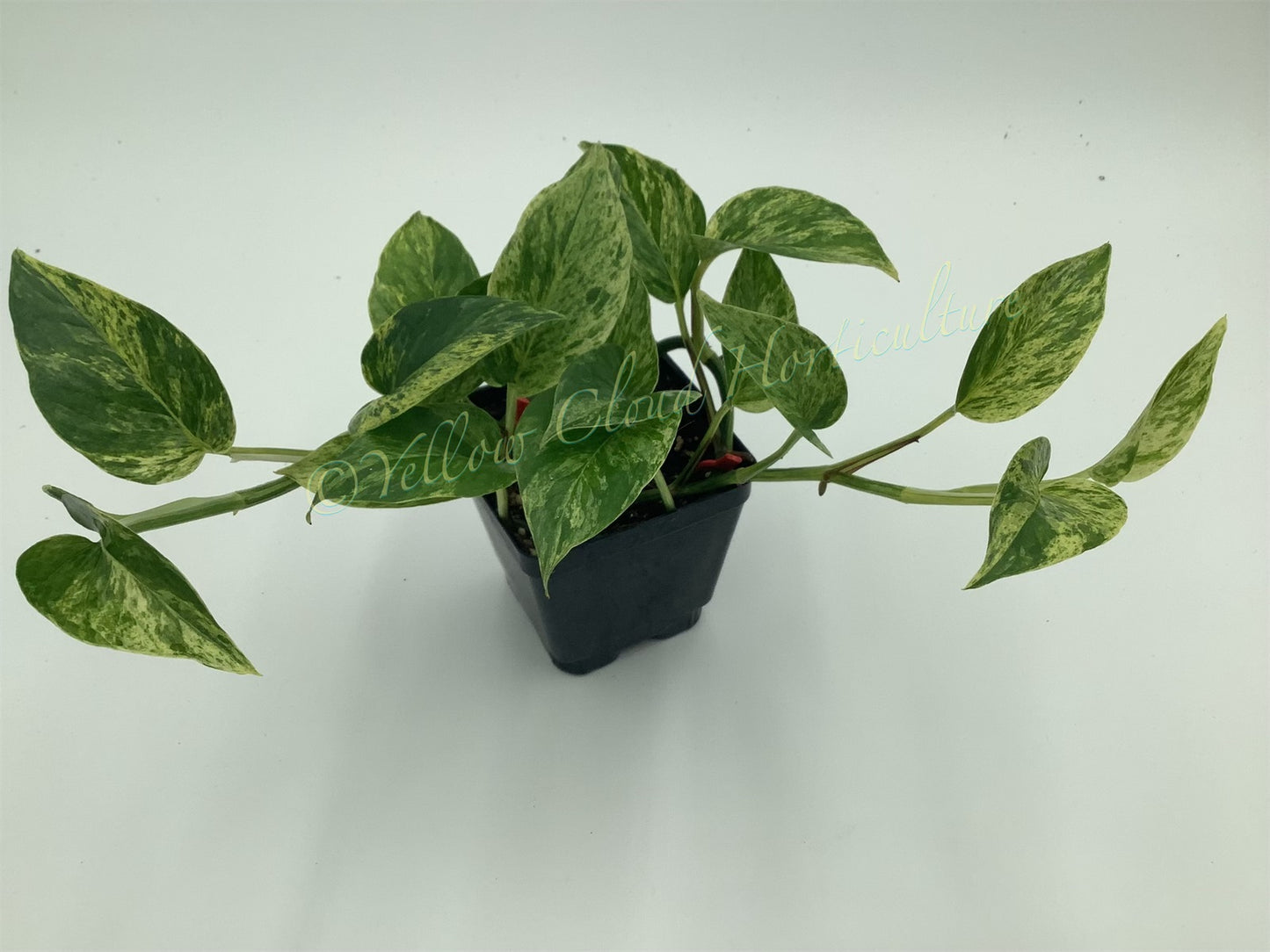 Epipremnum aureum ‘Marble Queen’ Pothos