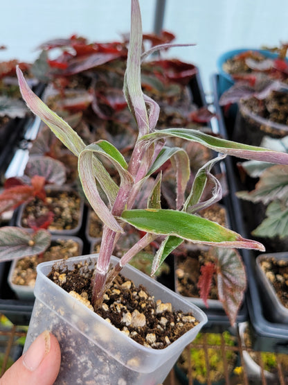 Cyanotis arachnoidea