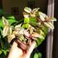 Tradescantia Zebrina ‘HappiLee’ (“Danny Lee”)