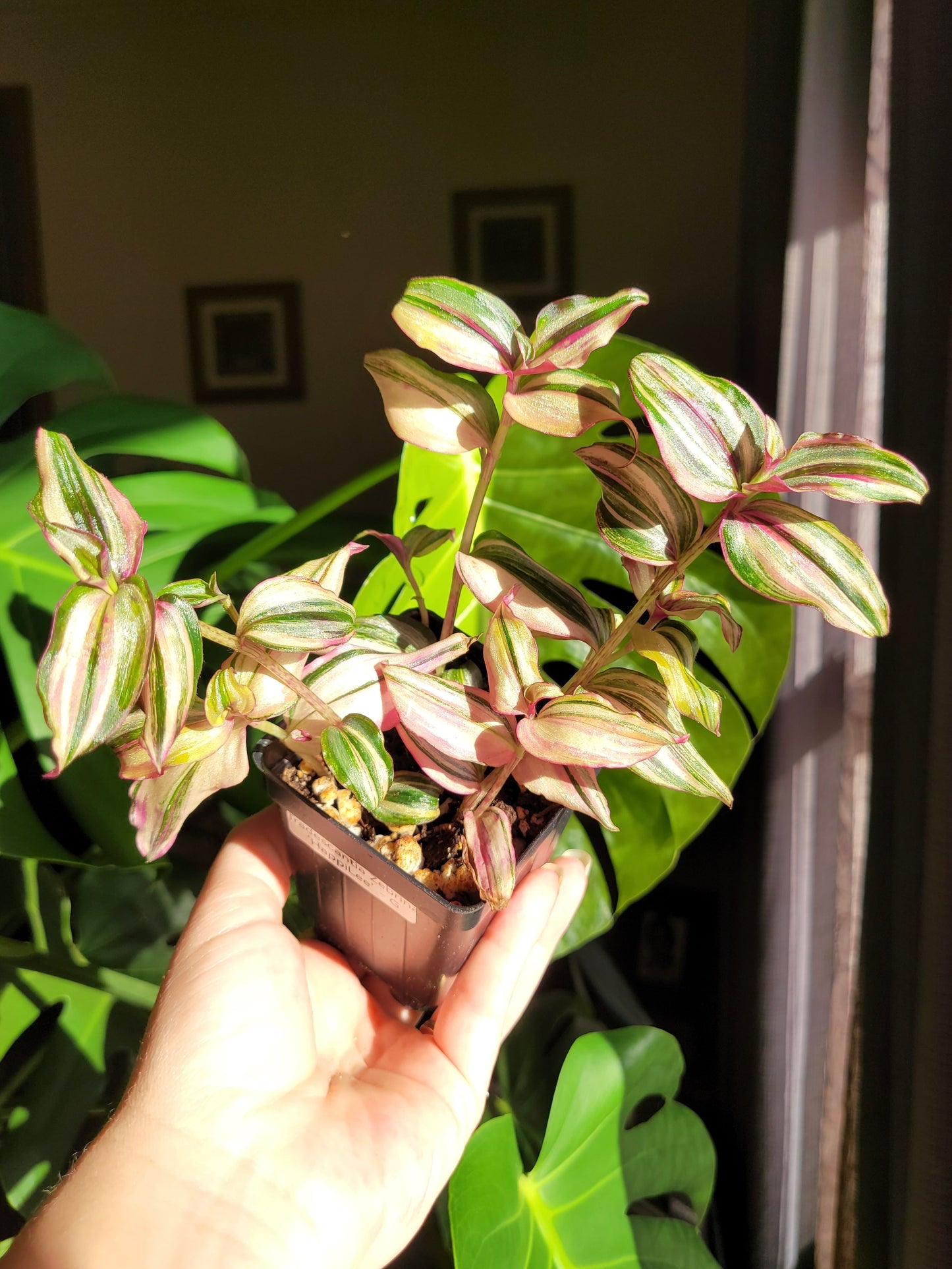 Tradescantia Zebrina ‘HappiLee’ (“Danny Lee”)