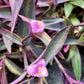 Tradescantia Pallida ‘Pink Stripe’