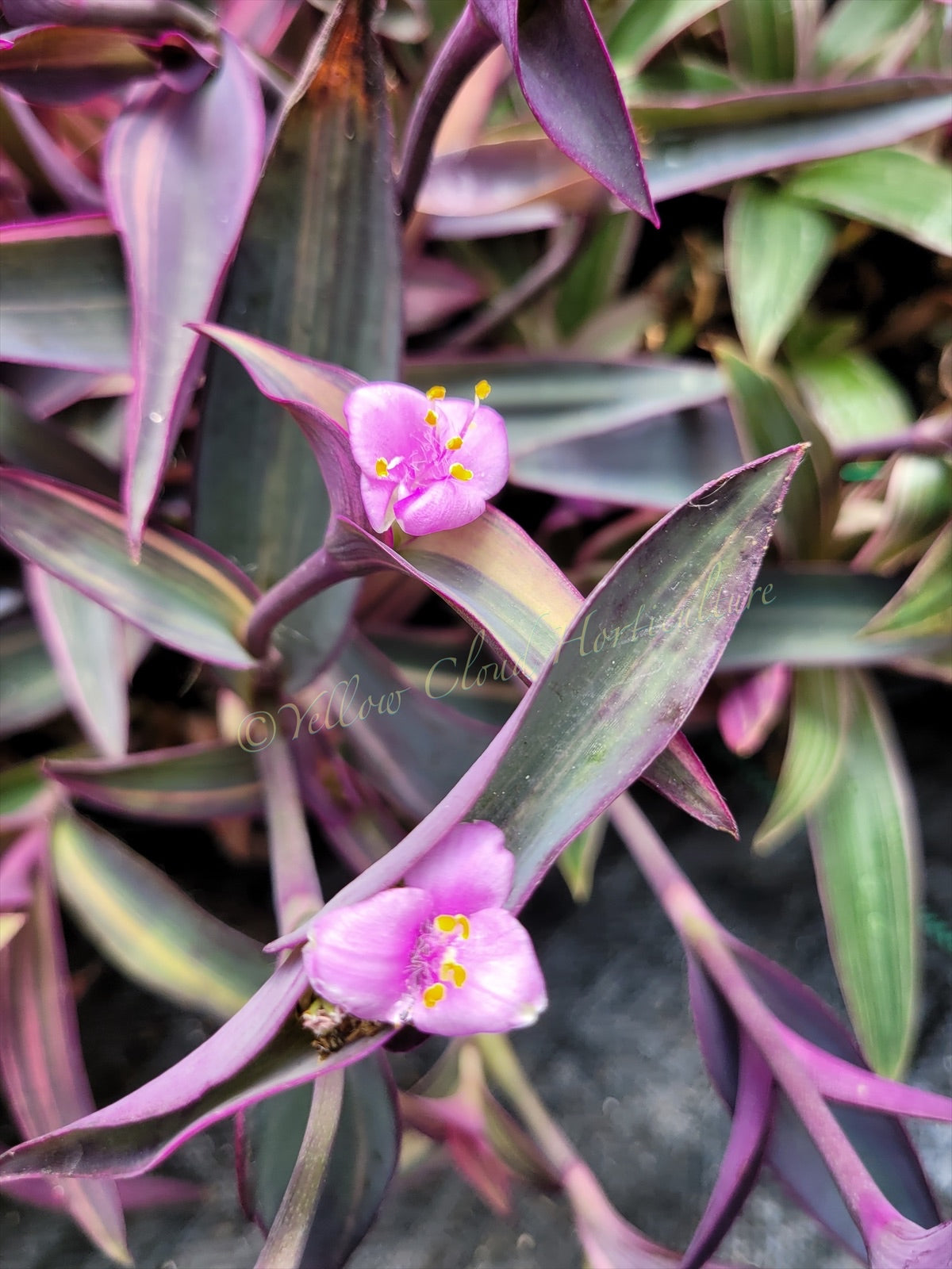 Tradescantia Pallida ‘Pink Stripe’