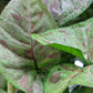 Syngonium Podophyllum ‘Confetti’