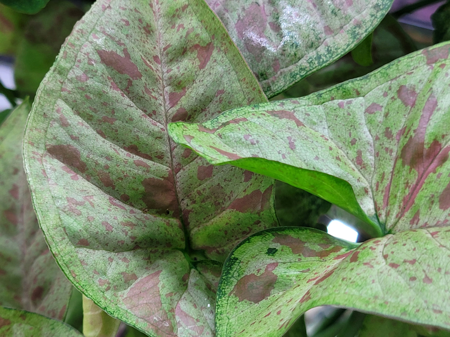 Syngonium Podophyllum ‘Confetti’