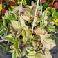 Tradescantia Mundula ‘Lisa’ (Rainbow/Tricolor)