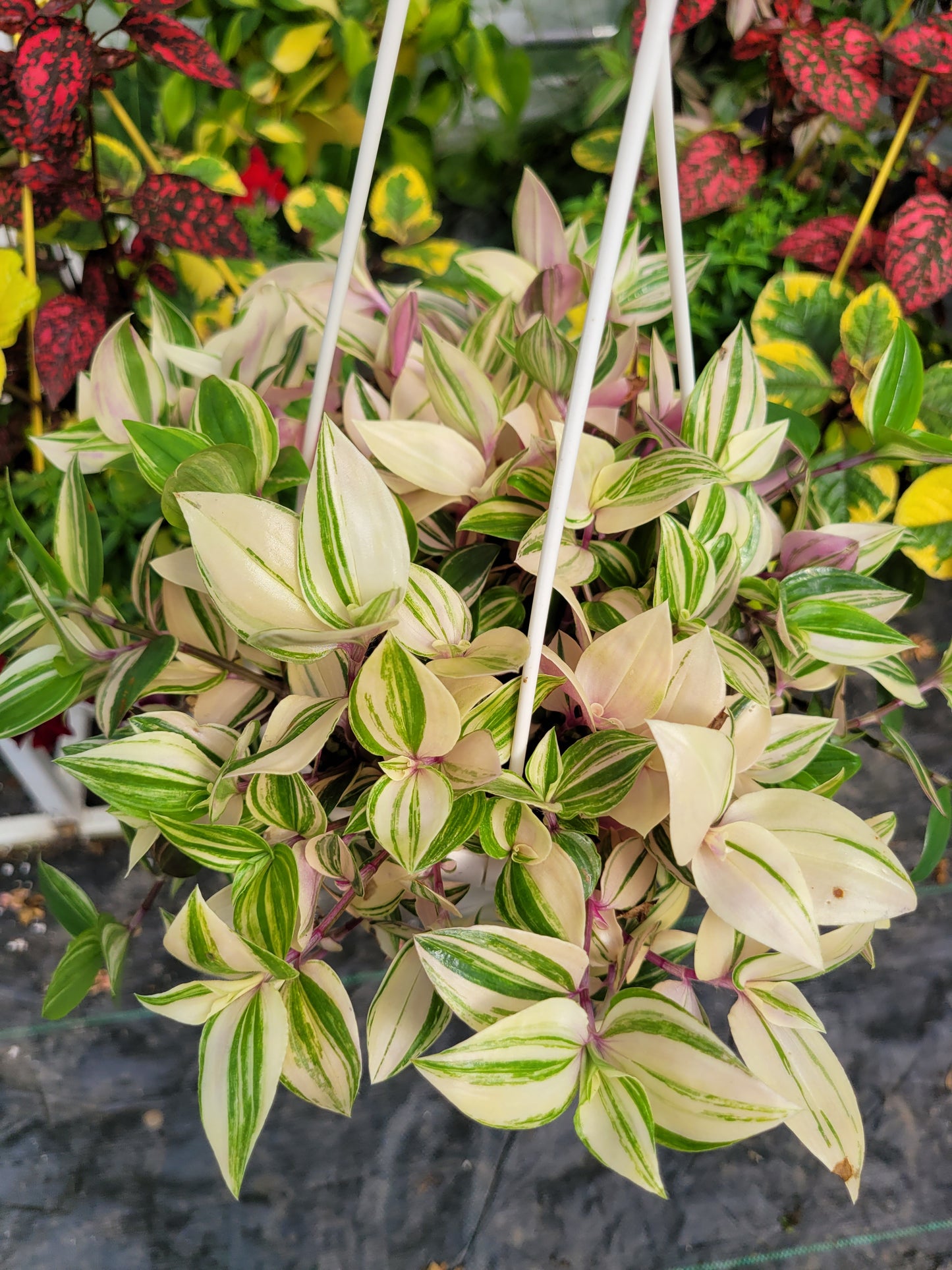 Tradescantia Mundula ‘Lisa’ (Rainbow/Tricolor)