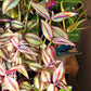 Tradescantia Zebrina ‘Quadricolor’