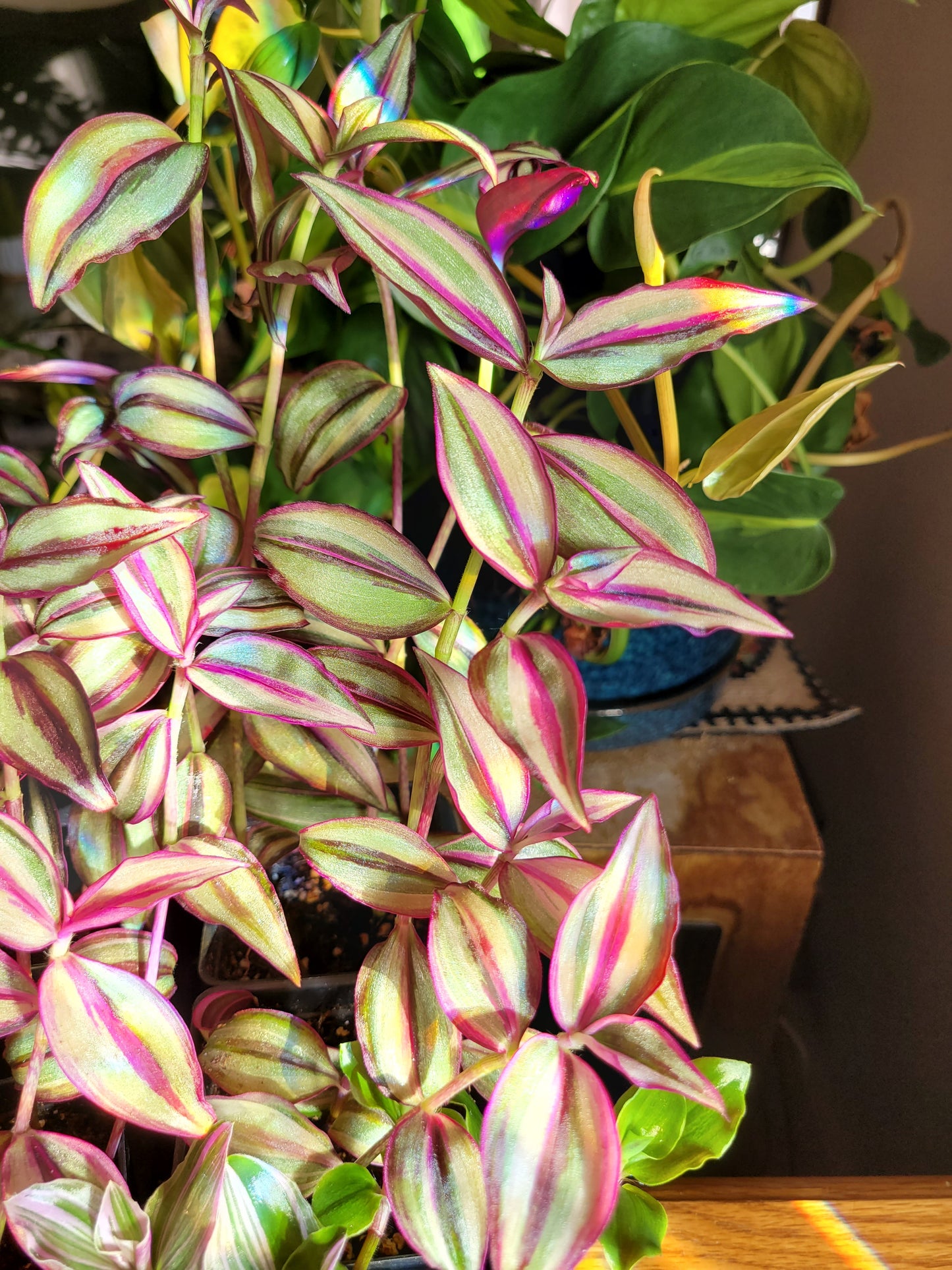 Tradescantia Zebrina ‘Quadricolor’