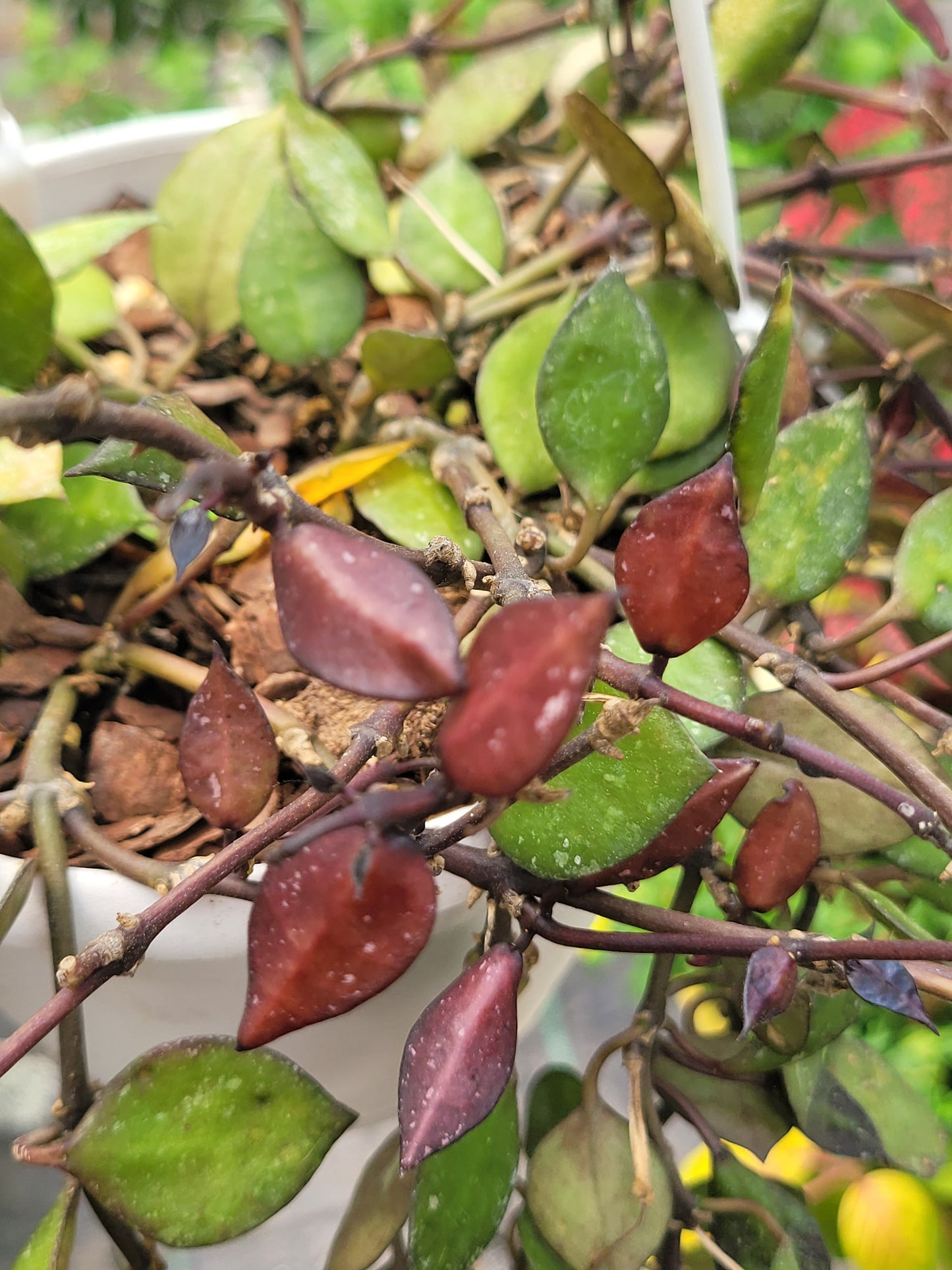 Hoya Krohniana ‘Black’