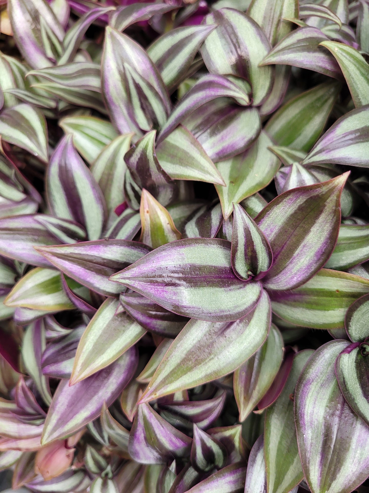 Tradescantia Zebrina ‘Violet Hill’ (“Silver Plus”)